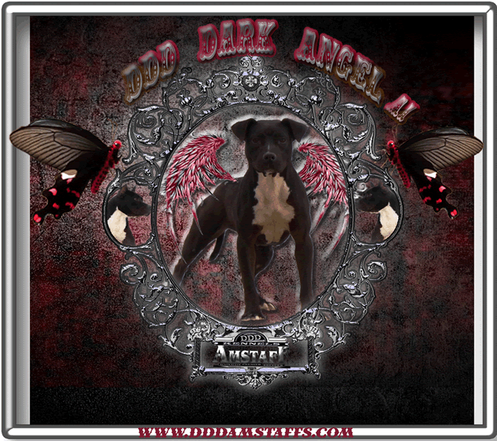 DDDawgs Dark Angel (AI)